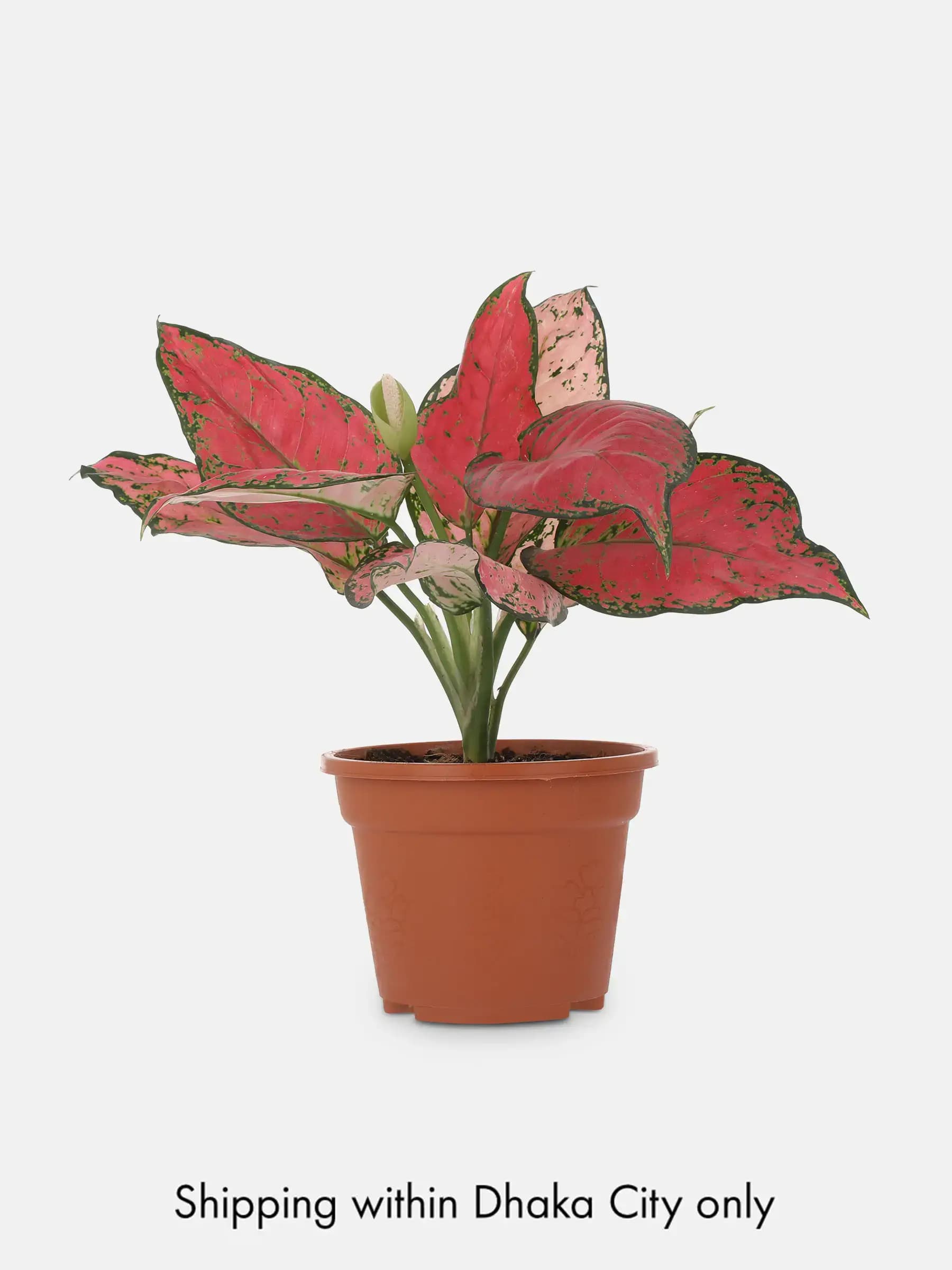 Aglaonema