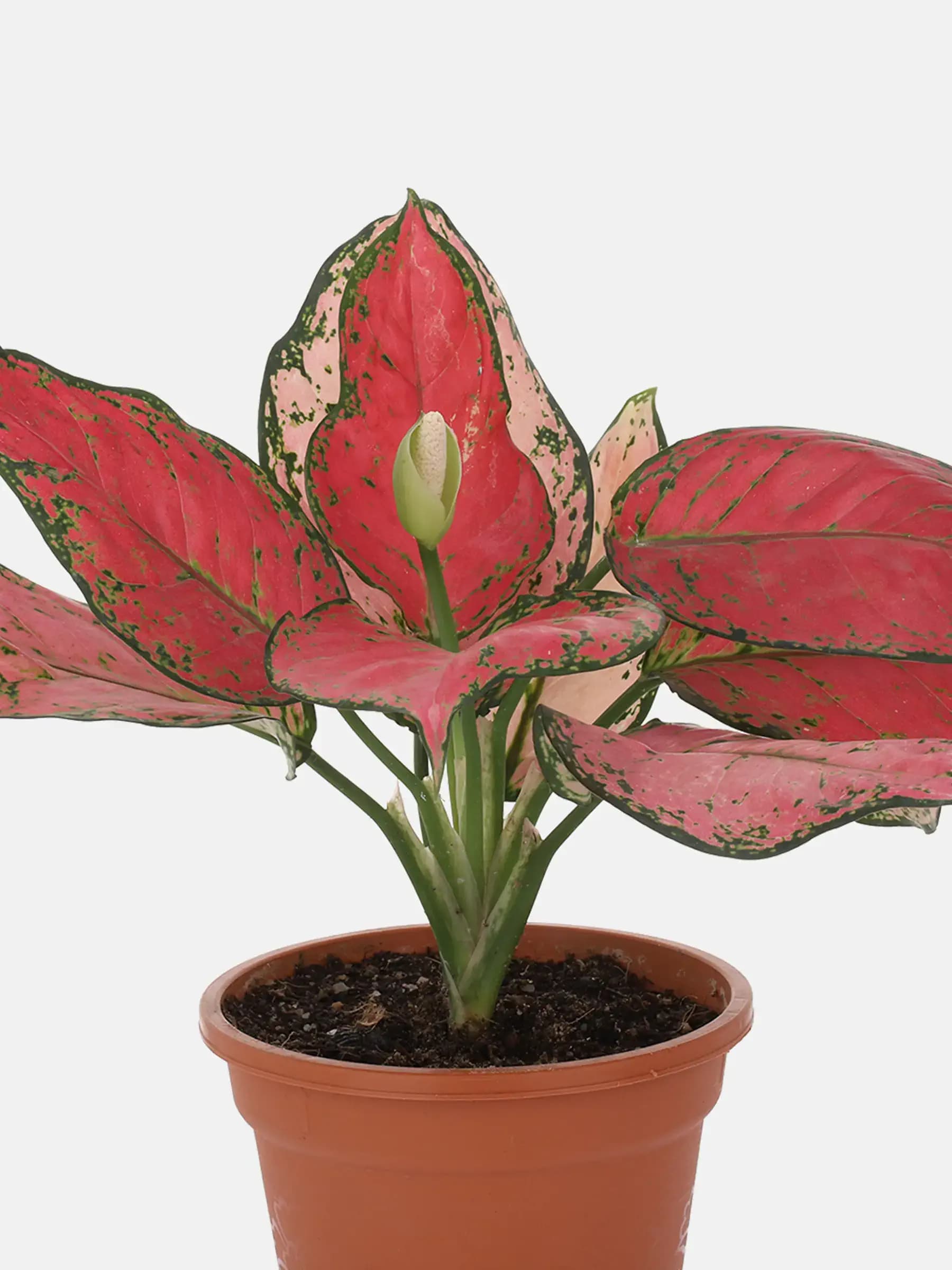 Aglaonema