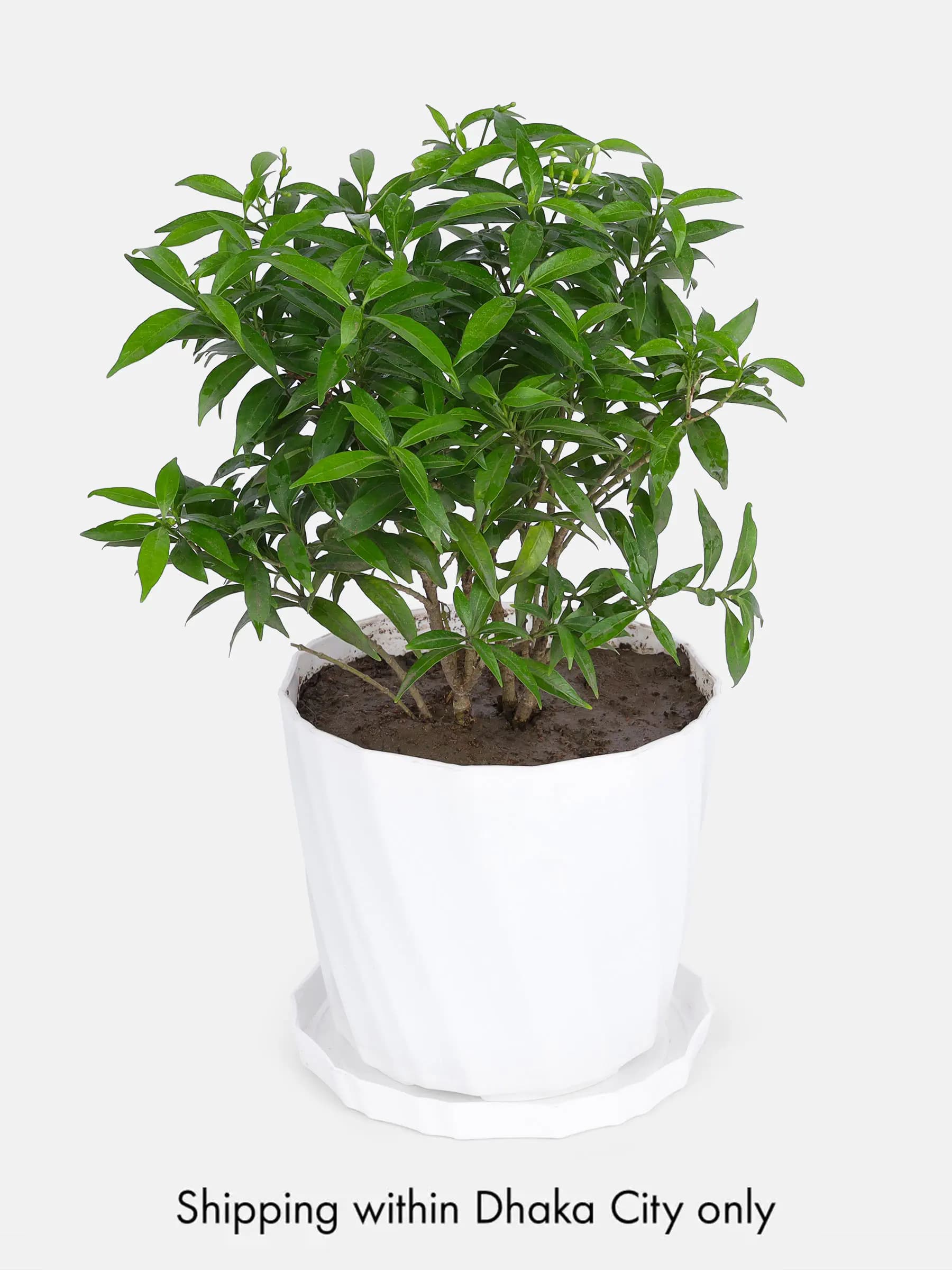 Aglaonema with Tub