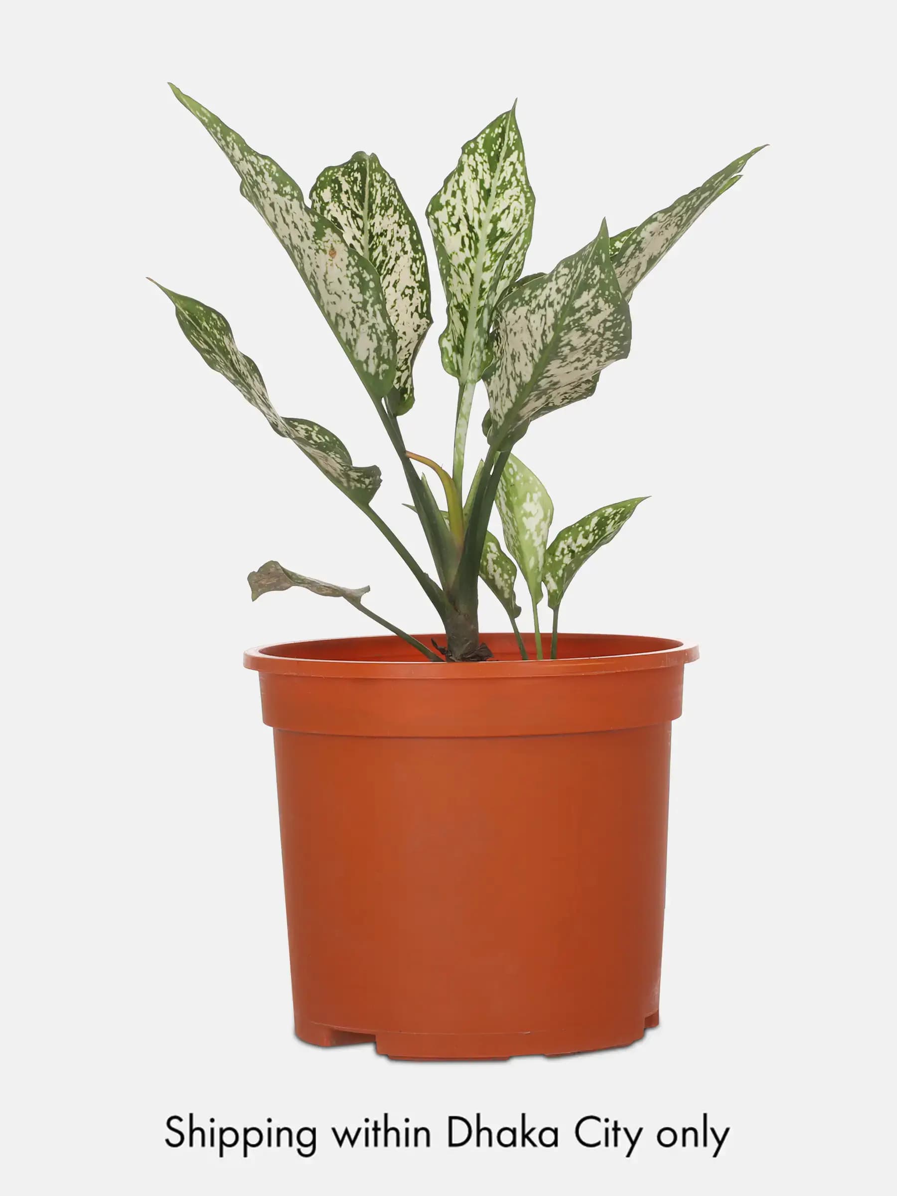 Aglaonema with Tub